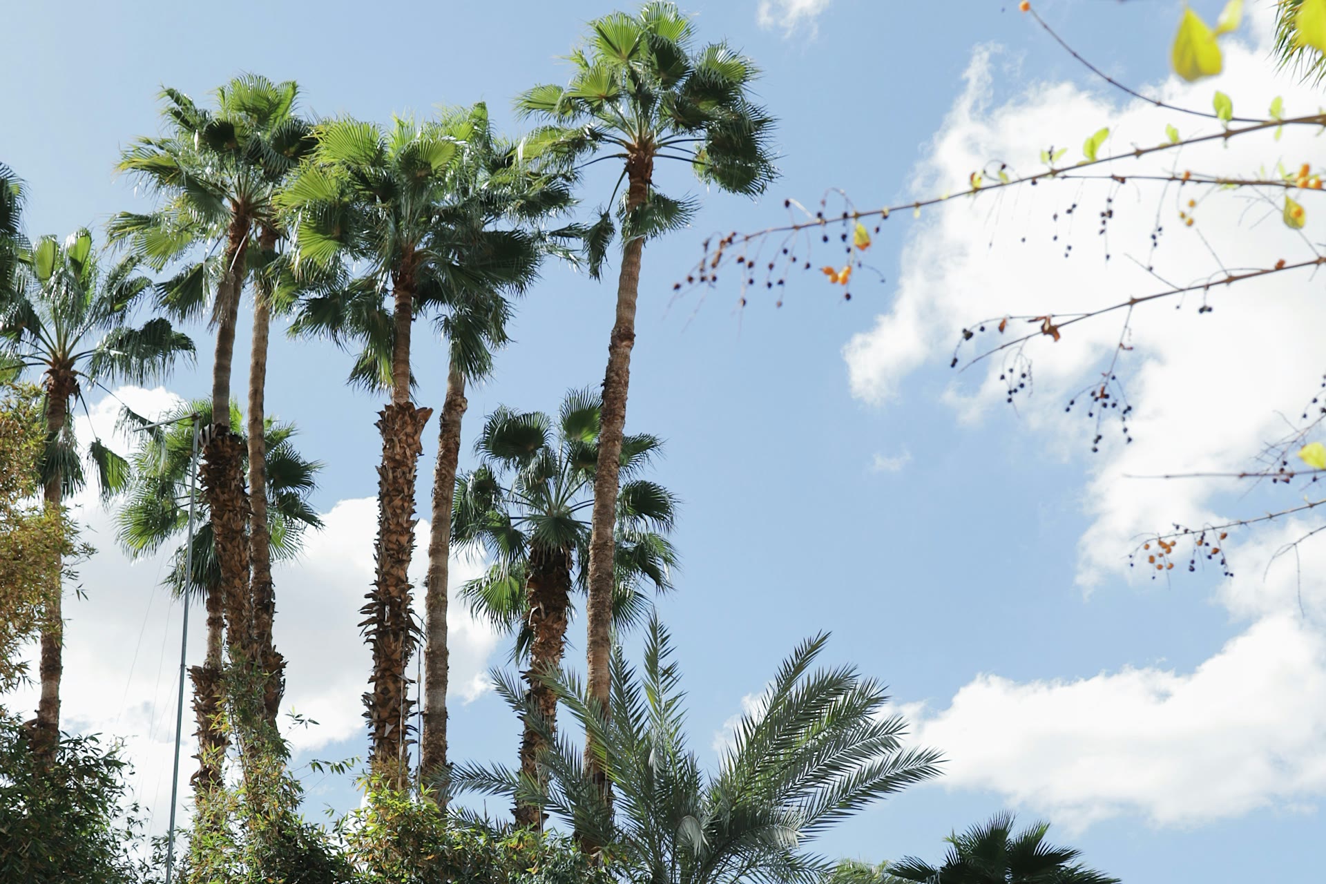 Palm trees rising above a terracotta garden wall in Marrakesh
